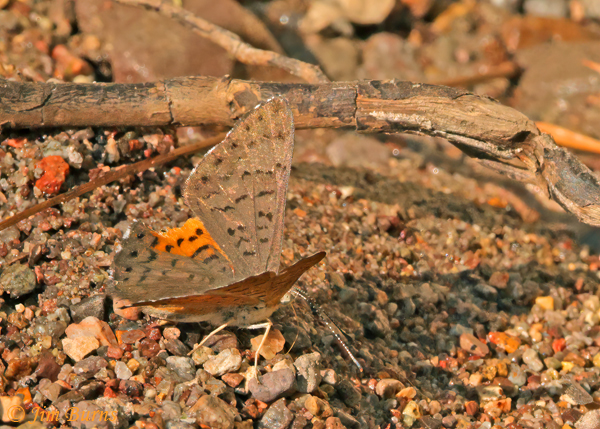 Ares Metalmark male, Arizona--4476