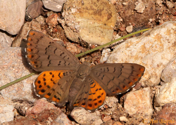 Ares Metalmark female, Arizona--4493