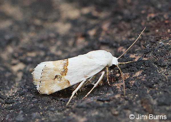 Arizona Bird-Dropping Moth, Sycamore Creek, Arizona