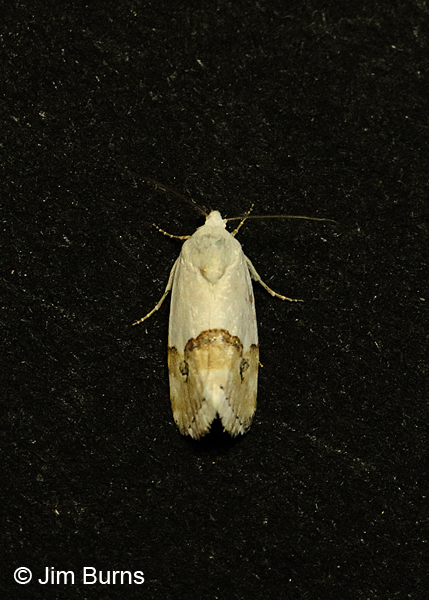 Arizona Bird-Dropping Moth dorsal view