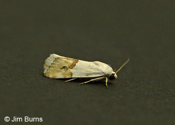 Arizona Bird-Dropping Moth #2, Arizona