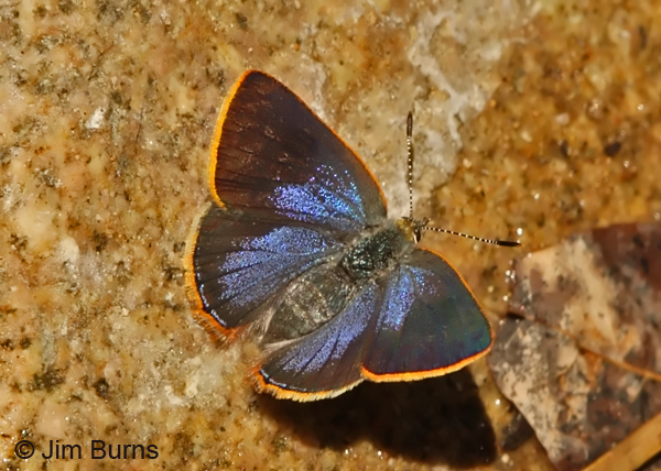 Arizona Hairstreak female, Arizona