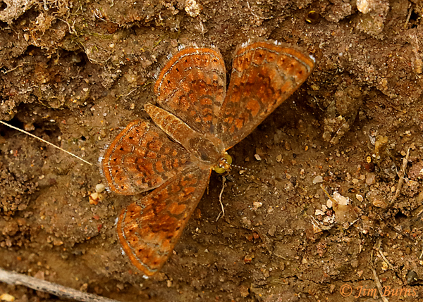 Arizona Metalmark male,  Arizona--4510