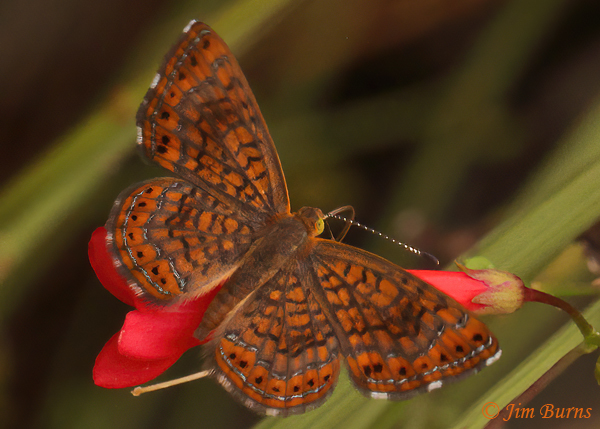 Arizona Metalmark on Firecracker Penstemon, Arizona--1381