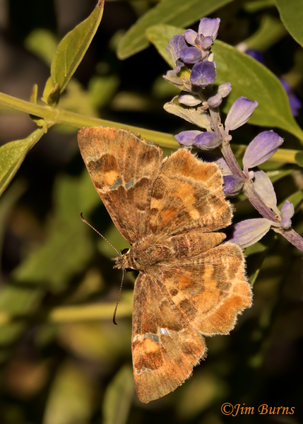 Arizona Powdered-Skipper, Arizona--4796