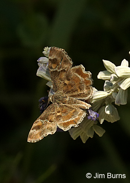 Arizona Powdered-Skipper, Arizona