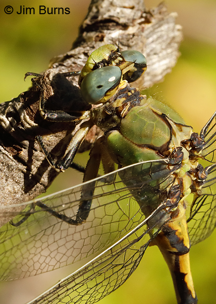 Arizona Snaketail male head and thorax close-up, Apache Co., AZ, July 2018--9419