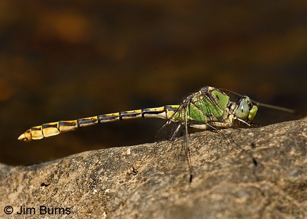 Arizona Snaketail male, Apache Co., AZ, July 2018--9427