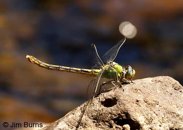 Arizona Snaketail female with egg sac, Apache Co., AZ, July 2018-9452