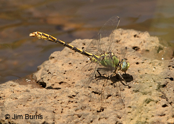 Arizona Snaketail male obelisking, Apache Co., AZ, July 2017