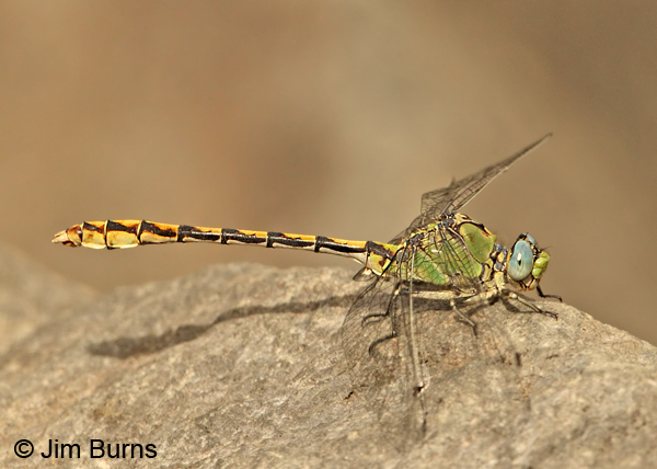 Arizona Snaketail male on rock, Apache Co., AZ, August 2012