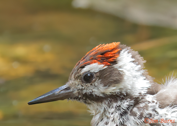 Arizona Woodpecker juvenile male head shot--0173