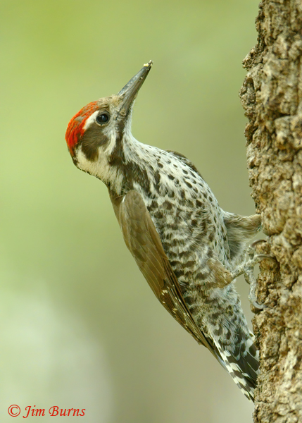 Arizona Woodpecker juvenile male on oak--0757