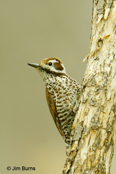 Arizona Woodpecker female