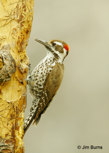 Arizona Woodpecker male on dead snag