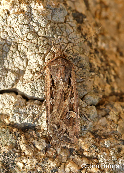Army Cutworm Moth wings folded, Arizona