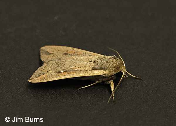 Armyworm Moth dorsolateral view, Arizona