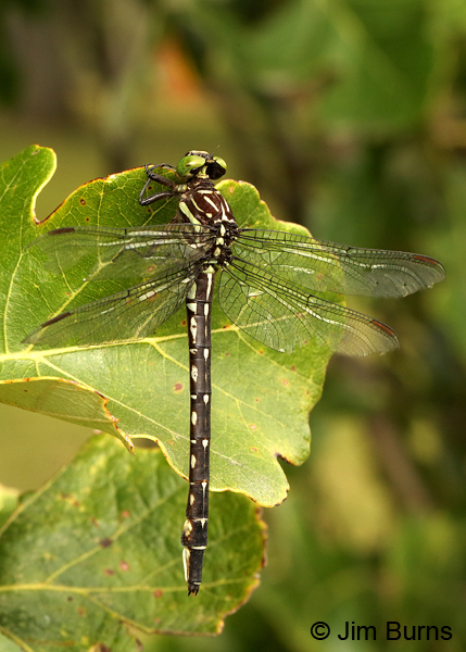 Arrow Clubtail female, Kankakee Co., IL, September 2017