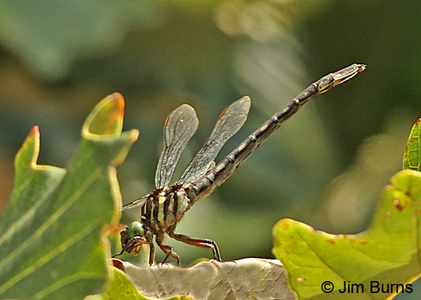 Arrow Clubtail female in oak, Kankakee Co., IL, September 2017