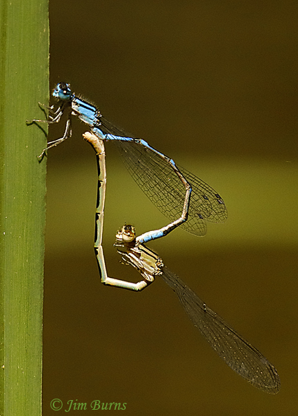 Arroyo Bluet Pair in wheel, Yavapai Co., AZ, September 2018--0737