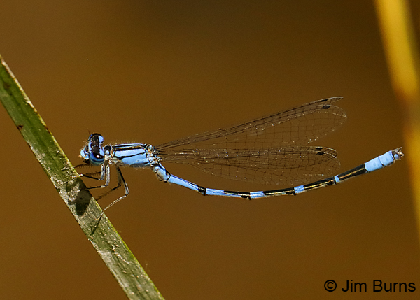 Arroyo Bluet male, Maricopa Co., AZ, May 2018 8541