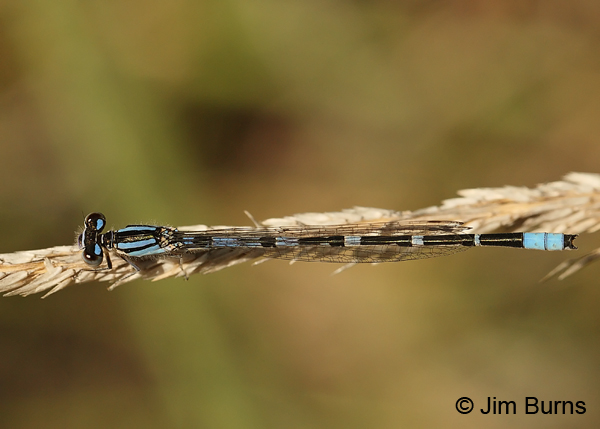 Arroyo Bluet blue female dorsal view, Santa Cruz Co., AZ, September 2013