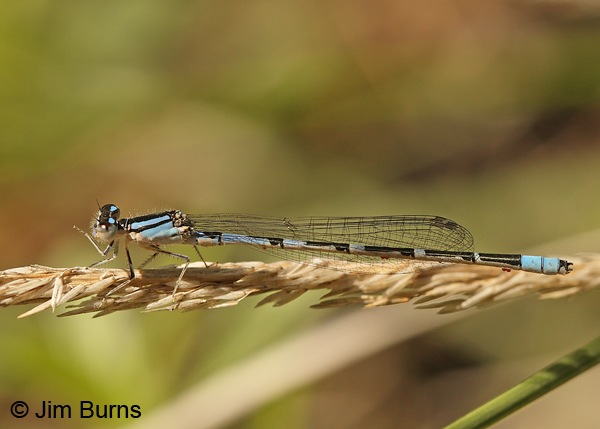 Arroyo Bluet blue female with water mites, Santa Cruz Co., AZ, September 2013