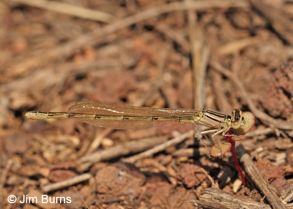 Arroyo Bluet brown female on mushroom, Coconino Co., AZ, September 2011