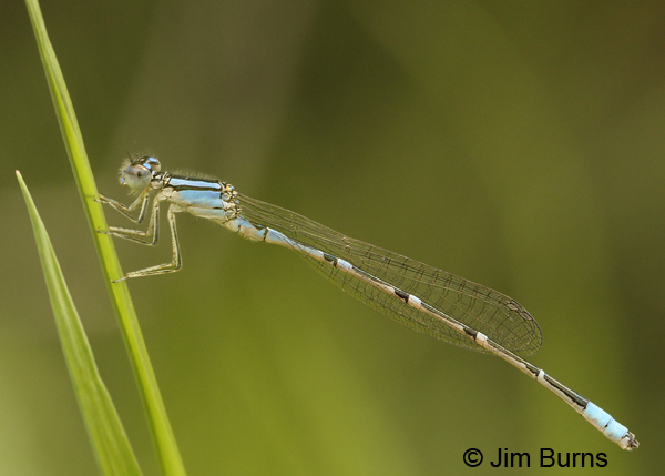 Arroyo Bluet immature male, Cochise Co., AZ, July 2012