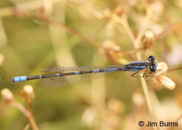 Arroyo Bluet male, dorsal view, Santa Cruz Co., AZ, November 2011