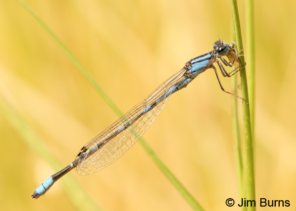 Arroyo Bluet male eating fly, Santa Cruz Co., AZ, November 2011