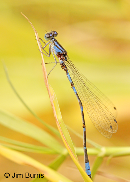 Arroyo Bluet male partially eaten alive by Pacific Forktail, Santa Cruz Co., AZ, November 2011