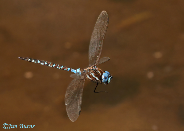 Arroyo Darner male in flight, Santa Cruz Co., AZ, October2022--4399