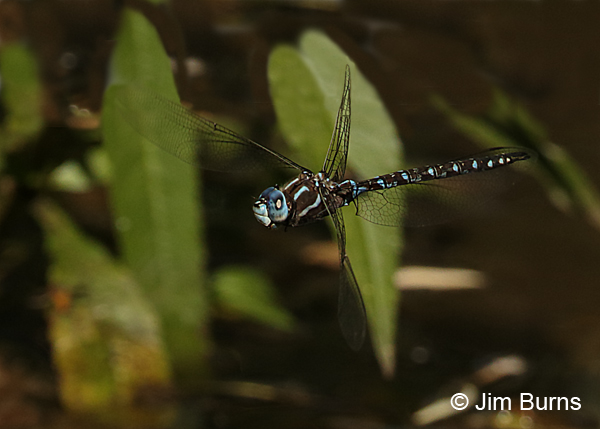 Arroyo Darner male in flight, Santa Cruz Co., AZ, October 2016