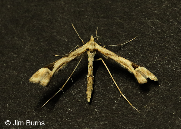 Artichoke Plume Moth on black, Arizona