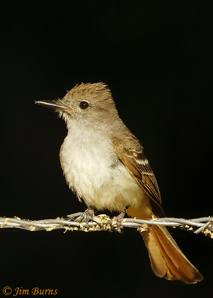 Ash-throated Flycatcher portrait in black--0164