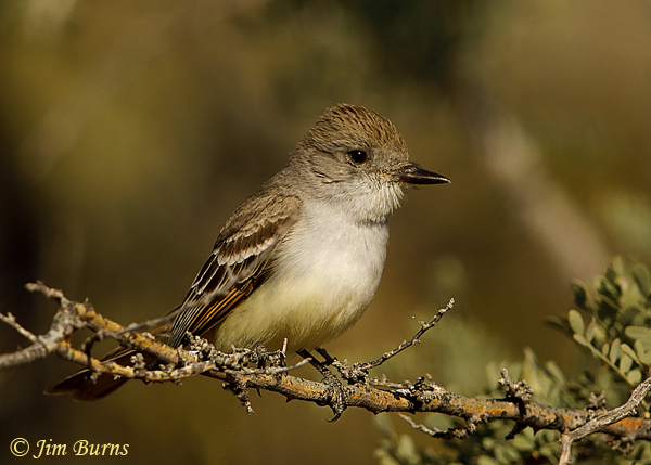 Ash-throated Flycatcher portrait--0861