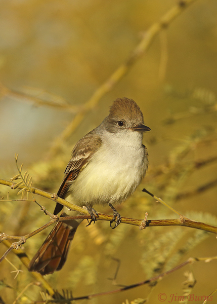 Ash-throated Flycatcher, January--7592