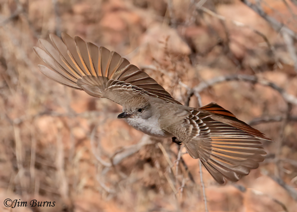 Ash-throated Flyctcher in flight, dorsal wings--6945