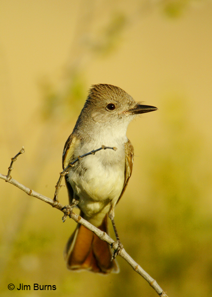 Ash-throated Flycatcher ventral