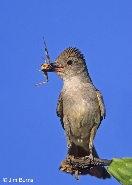 Ash-throated Flycatcher with grasshopper