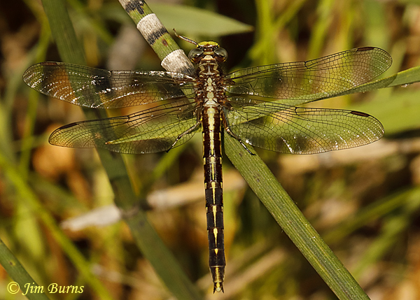 Ashy Clubtail female dorsal view, Chisago Co., MN, June 2019--3636