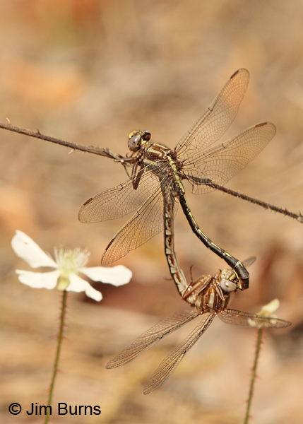 Ashy Clubtail pair in wheel, San Jacinto Co., TX, March 2013