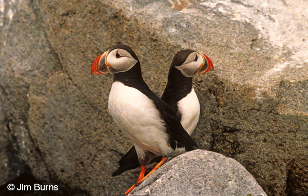 Atlantic Puffins