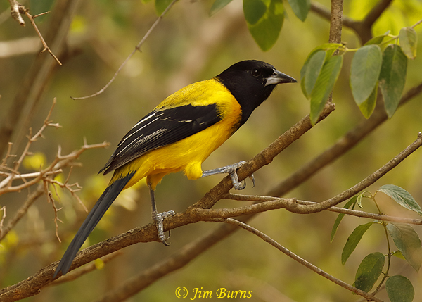 Audubon's Oriole in habitat--9138