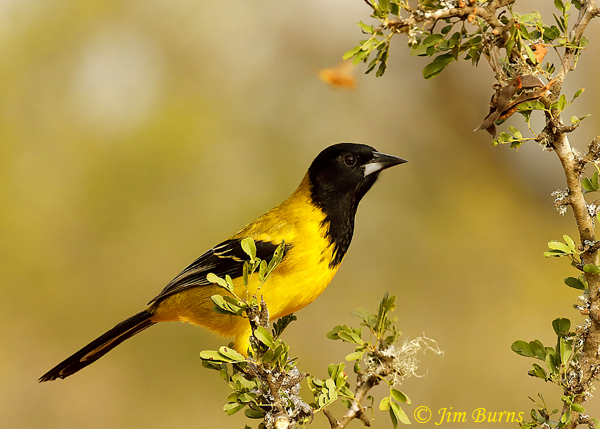 Audubon's Oriole on bush--9203