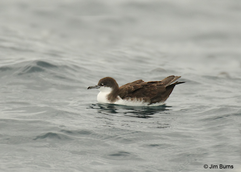 Audubon's Shearwater on water