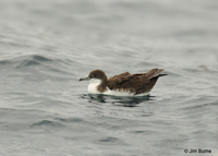 Audubon's Shearwater on water