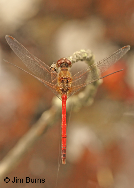 Autumn Meadowhawk male dorsal view, Franklin Co., PA, September 2012