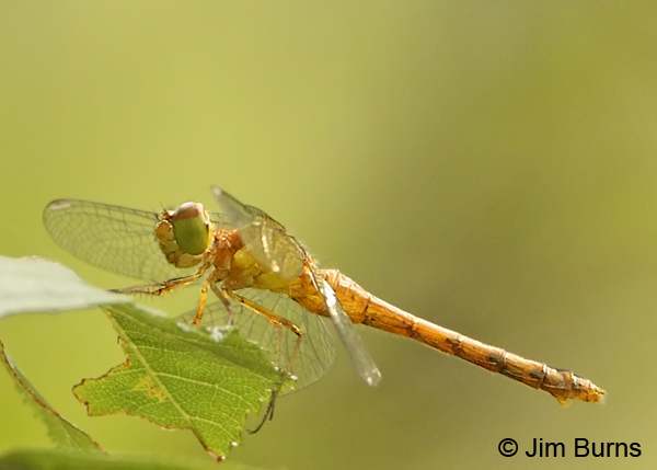 Autumn Meadowhawk teneral  female, Franklin Co., PA, September 2012